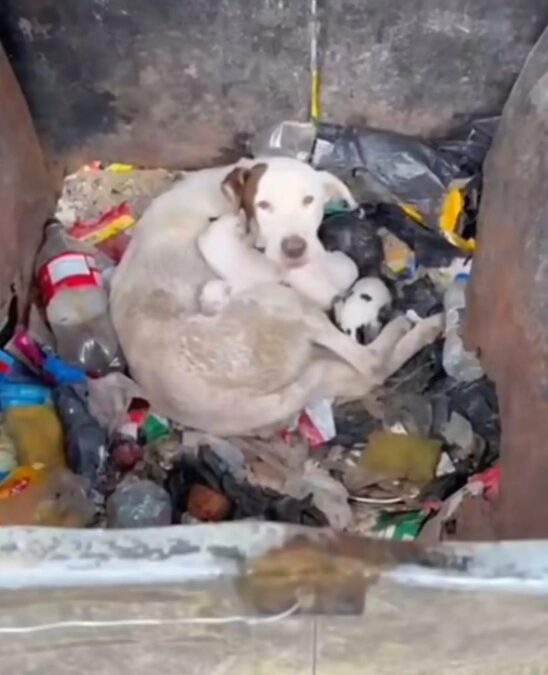 What She Found in the Dumpster Stopped Her Heart—And Started a Rescue