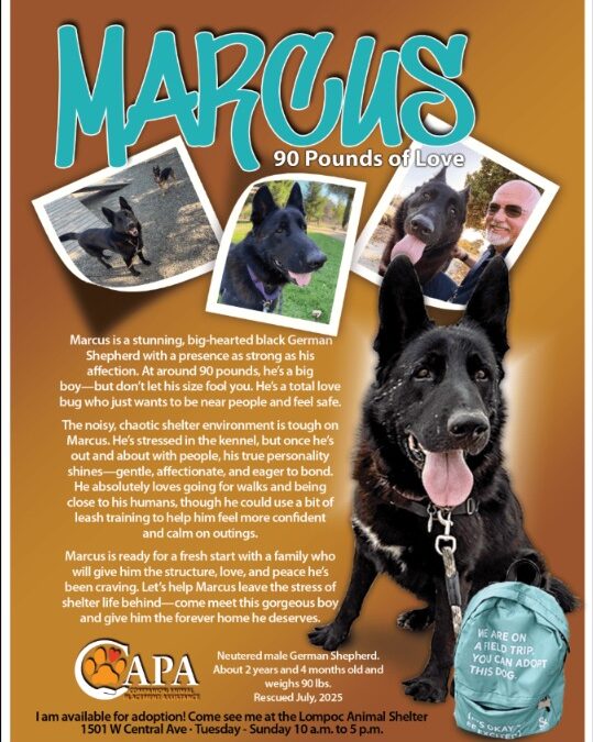 Meet Marcus: The Gentle Giant Waiting for His Forever Home