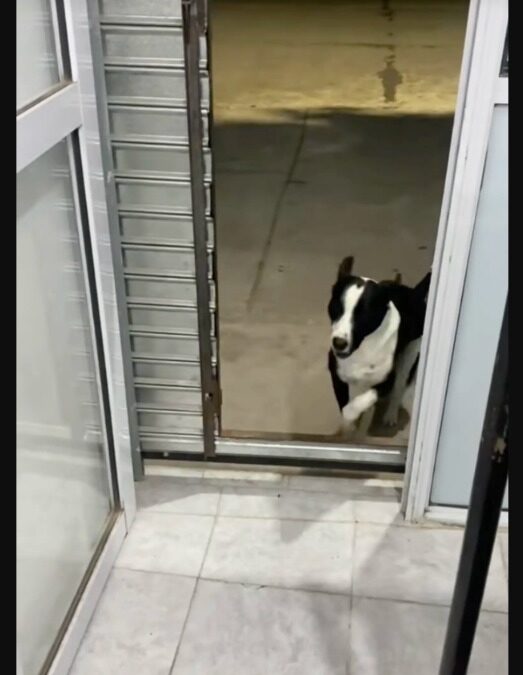 Every Evening, One Lucky Dog Gets the Final Pastry—And You’ll Want to Be Him