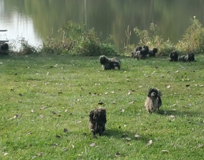 They Clung Together in Fear… Until Soap, Water & Love Set Them Free