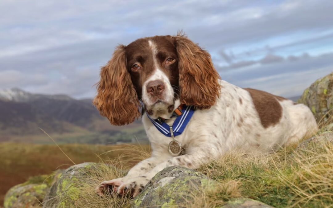 When a Dog Became a Lifeline: The Unbelievable Story of Max the Miracle Dog