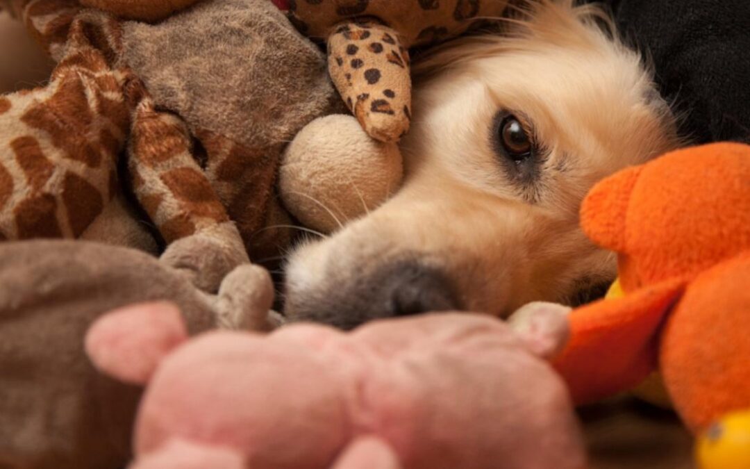 Golden Retriever Refuses Night Walks Without Her Lamb Chop
