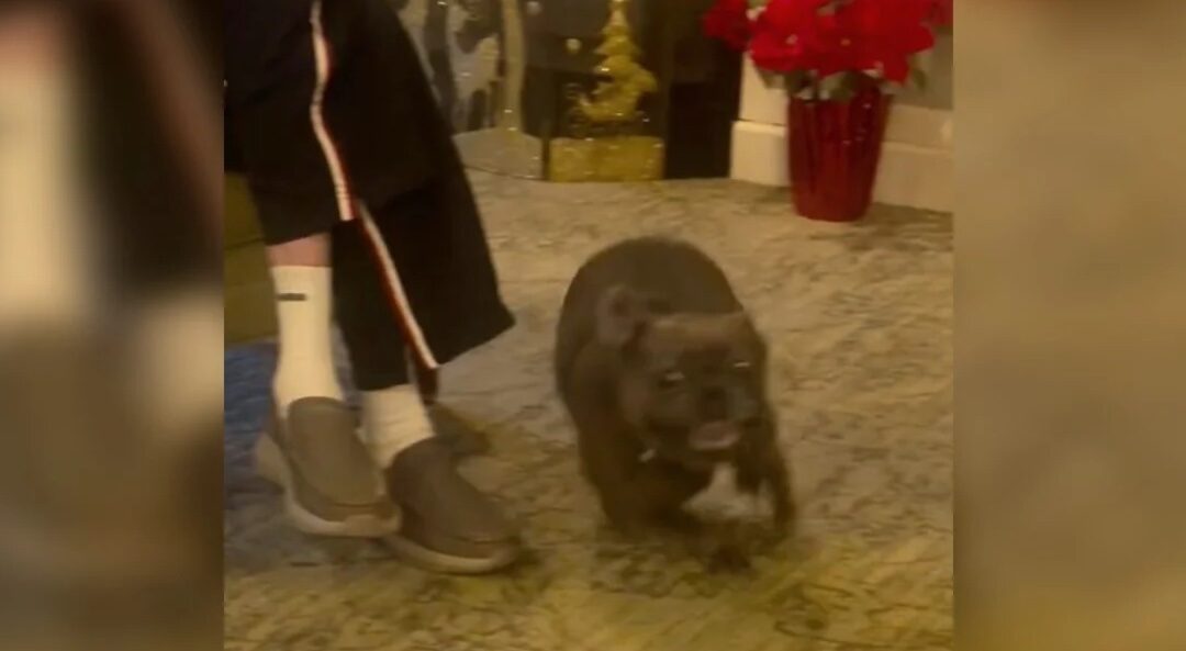 When His Favorite Place Appears: Watch This Little Dog’s Big Reaction