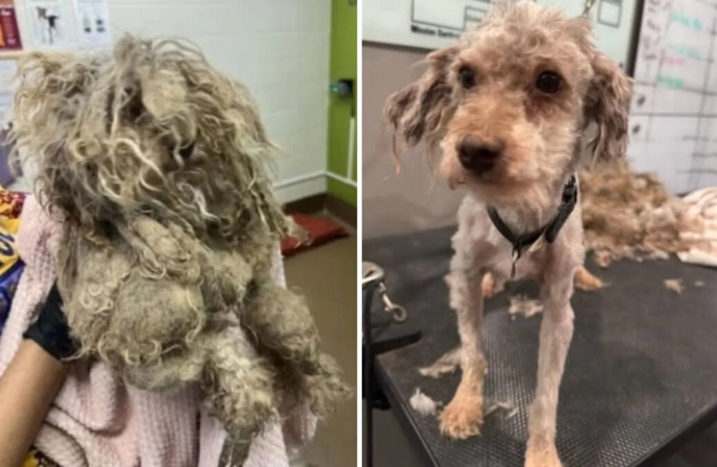 Matted Mess to Tail-Wagging Pup: How One Rescue Gave Life Back to a Terrified Dog