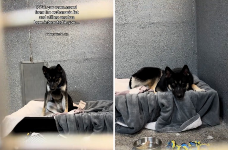 This Puppy Escaped Death — Now He’s Hoping Someone Will Choose Him