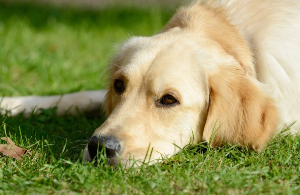 When a Friend Leaves the World, a Loyal Dog Keeps the Vigil Going