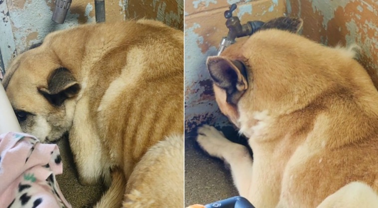 Once Full of Hope, Then He Lost It All — Until Ollie’s Christmas Miracle Began