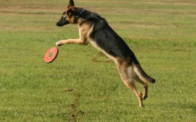 10 Outdoor Workouts to Keep Your Dog Lean, Strong & Happy