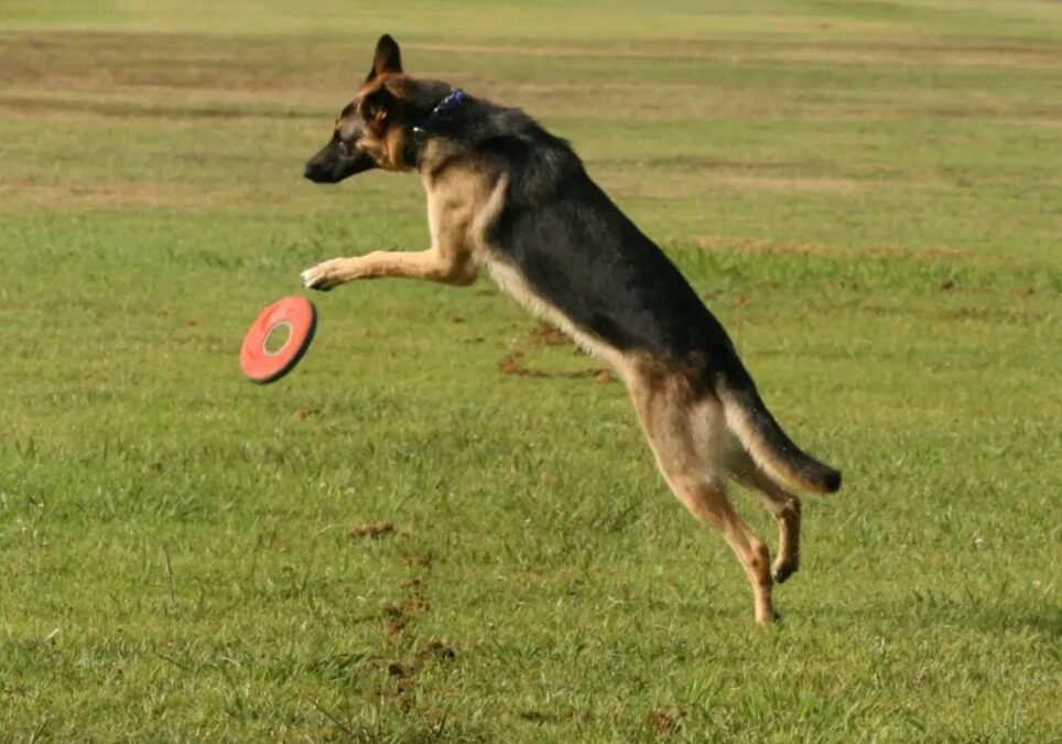 10 Outdoor Workouts to Keep Your Dog Lean, Strong & Happy