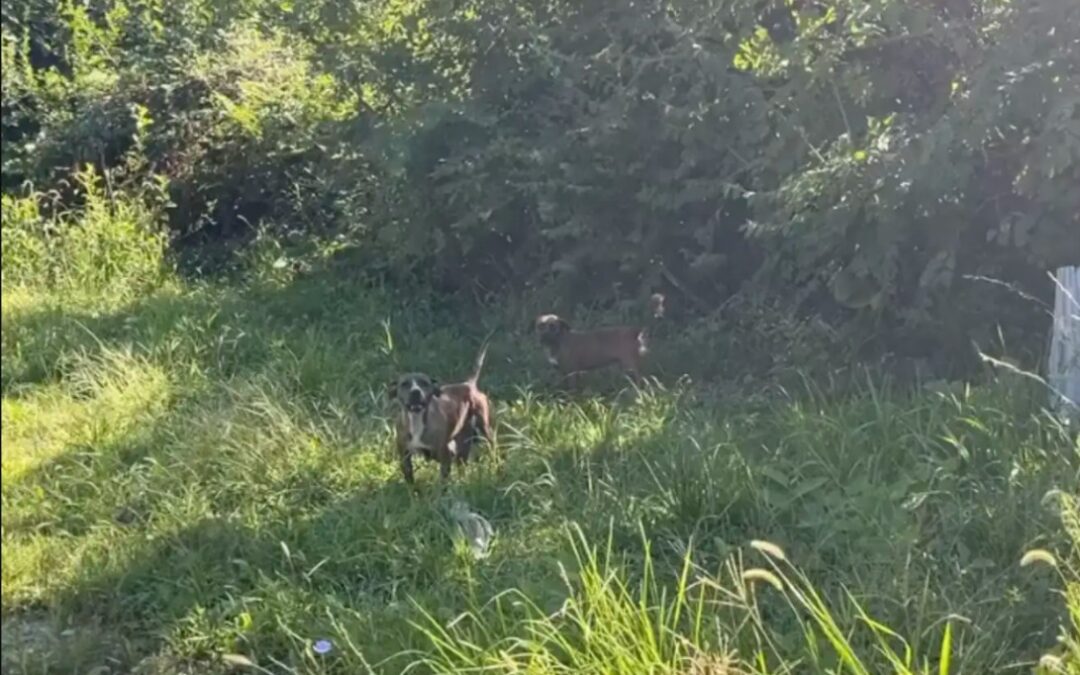 She Drove to Help One Pup—But Found a Whole Family Counting on Her