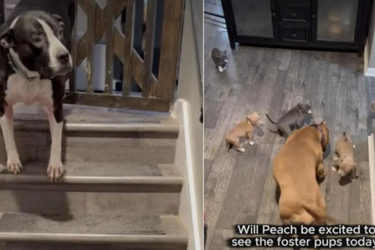 Tail‑Wagging Overload: This Pit Pup Met Babies and It Was Everything