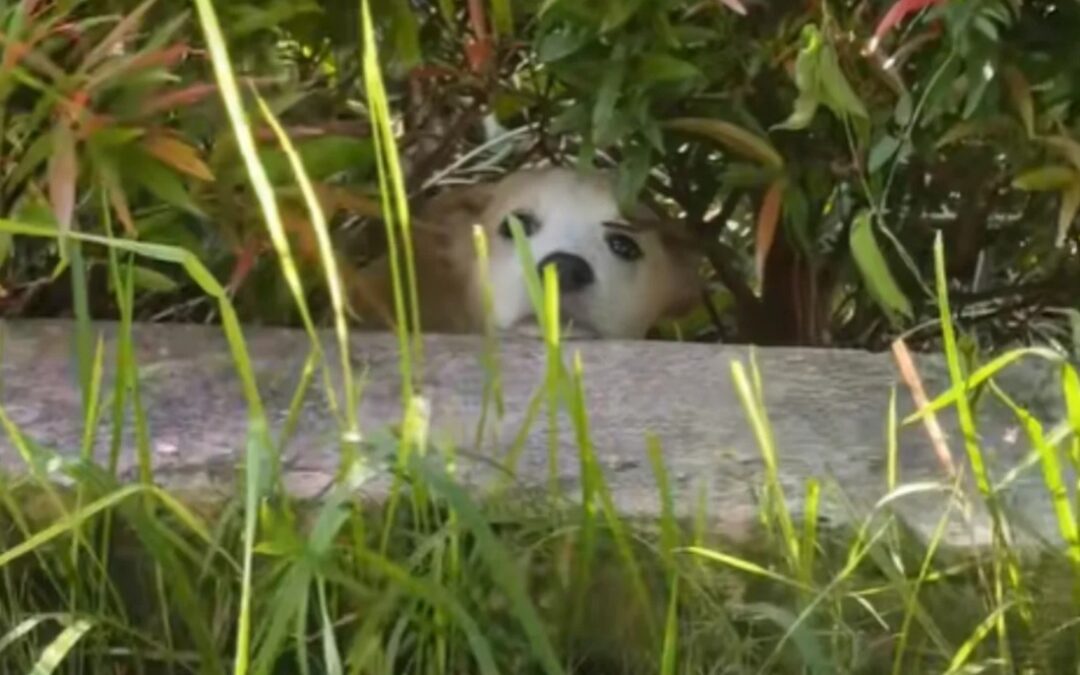 When the Dog Runs to the Bushes — It’s Not Just Shyness, It’s Memory