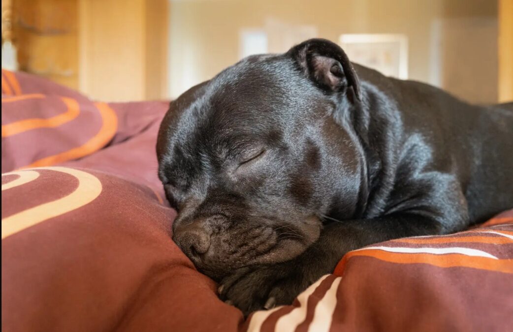 Pippa’s 8 PM Bedtime: From Stray to Queen of Her Castle