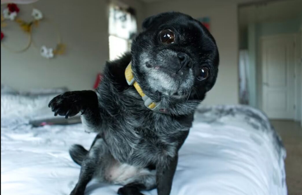 That Moment When Your Rescue Pug Thanks You … With a High-Five
