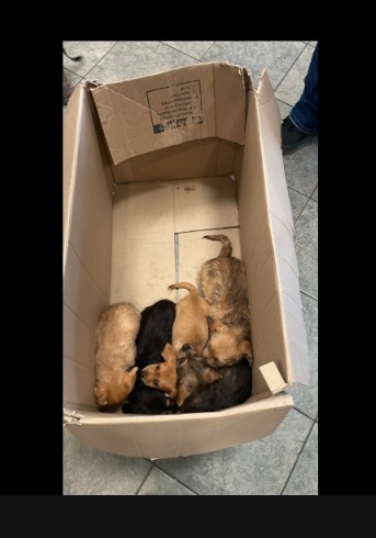 The Miraculous Rescue: How a Single Call Saved a Pup’s Life