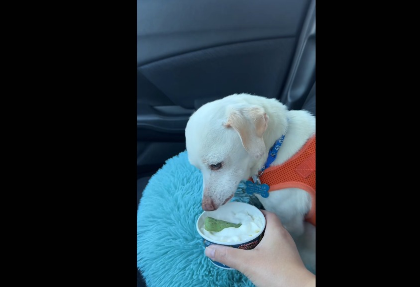Senior Pup’s First Pup Cup Turns Into a Whipped-Cream Obsession You’ll Adore