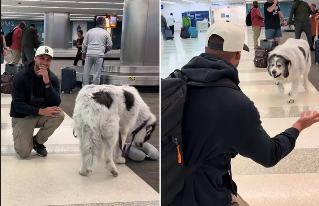 The Airport Reunion That Took a Giant Fluffball Forever … Then Melted Hearts