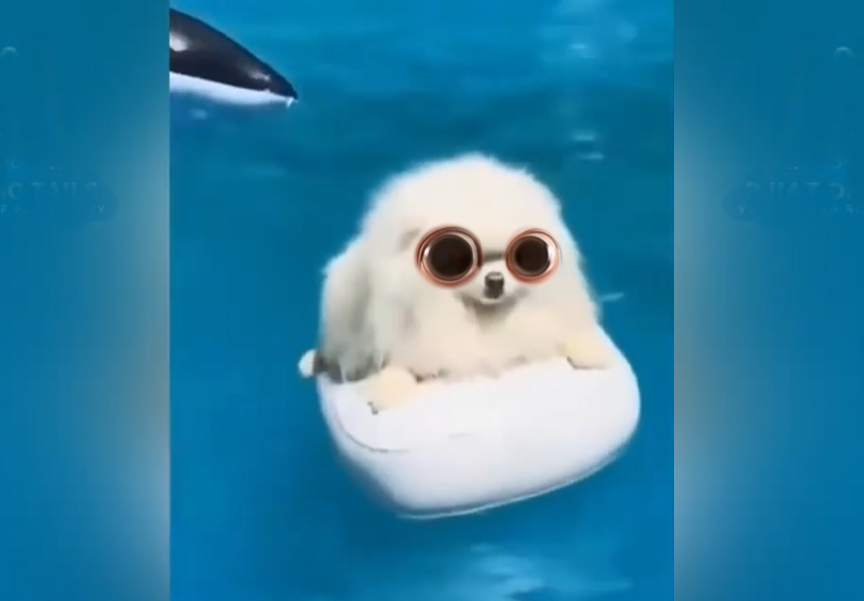 Dogs Failing Like Absolute Legends 😂🐾 | Funniest Dog Moments Ever!