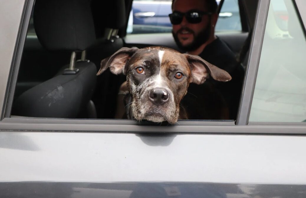 Remy the Rescue Dog: From Rockaway Beach to Hope, One Wag at a Time