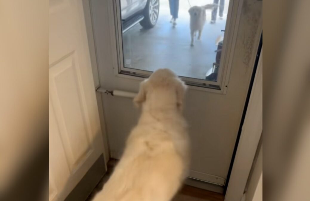 Golden Retriever Sees Her Foster Playmate Returned—And Knows He’s Family
