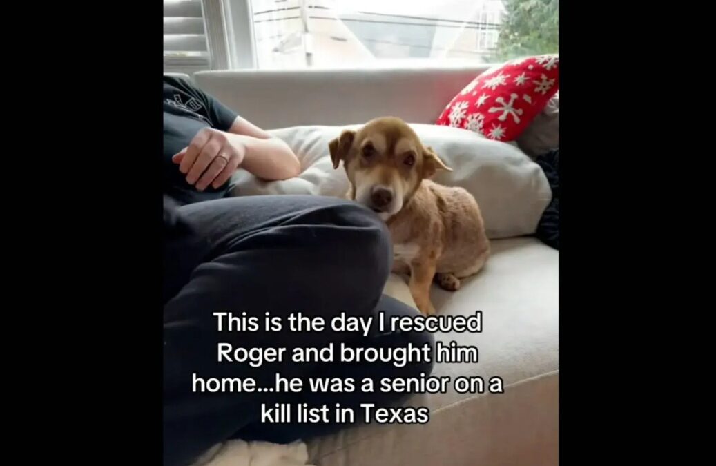 From the Brink of the Kill List to the Couch of Forever: Roger’s Miraculous Rescue