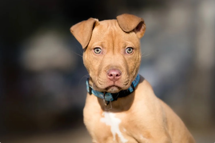 Little Pit Bull With Big Heart Comforts His Brother After Surgery