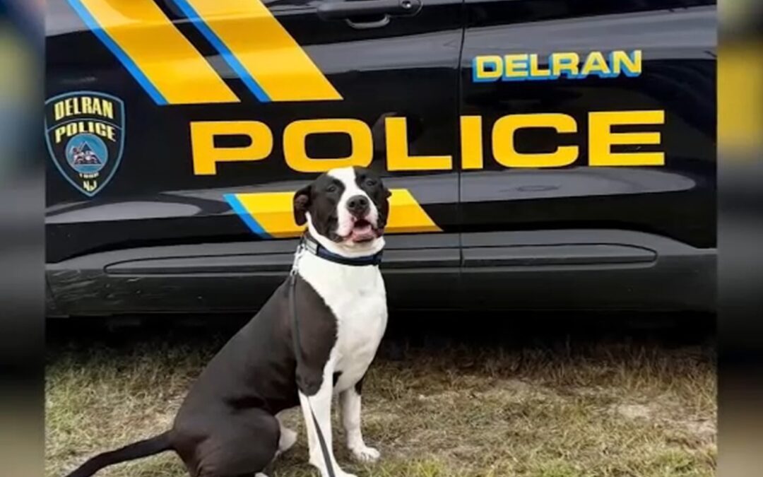 They Tried to Write Him Off — Now Ron Is Sniffing Out Drugs for the Police