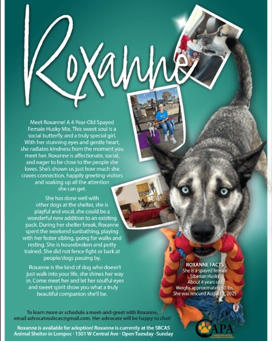 Meet Roxanne — The Gentle, Intelligent Husky Looking for Her Forever