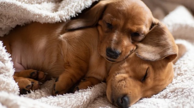 The Dachshund Who Said “Not Today”