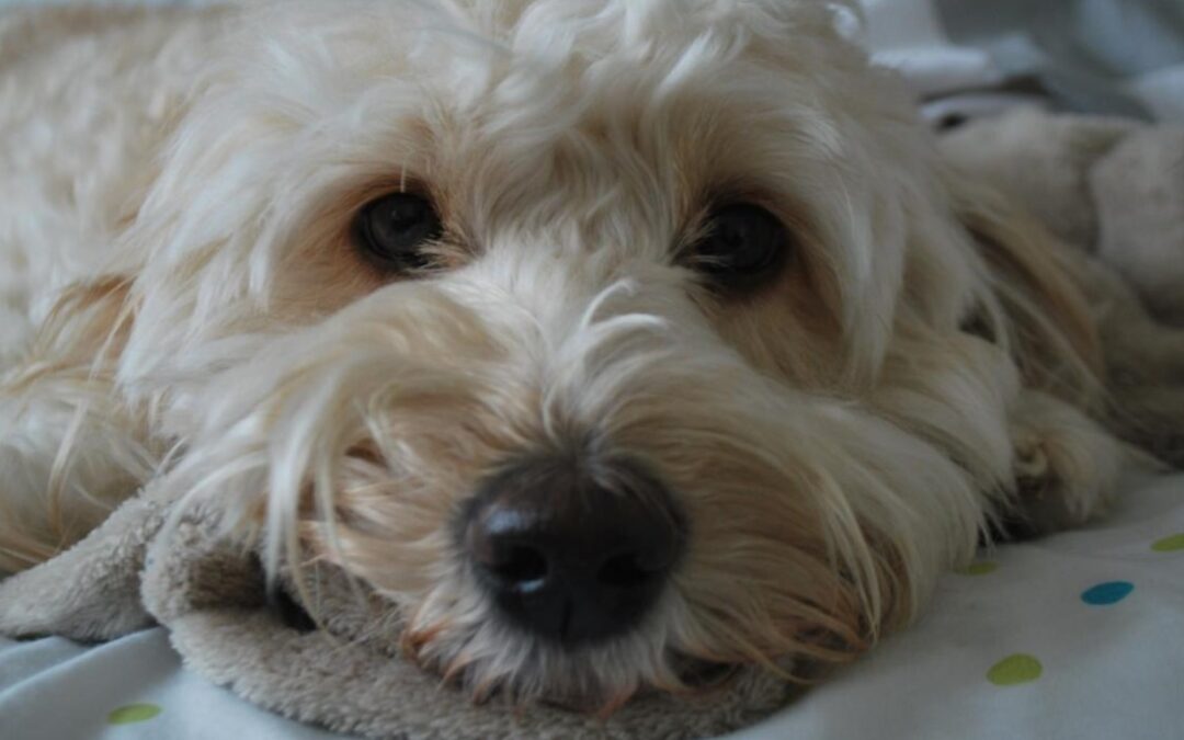 A Senior Dog’s Hearing Hack? A Tiny Puppy With a Big Heart