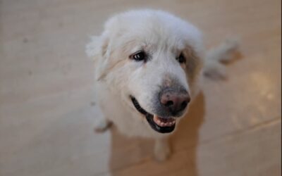 Senior Great Pyrenees Lets Toddler Spoon-Feed Him—and the Internet Can’t Handle It
