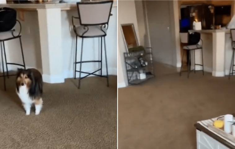 The Sheltie Who Outsmarted His Sitter and the Internet