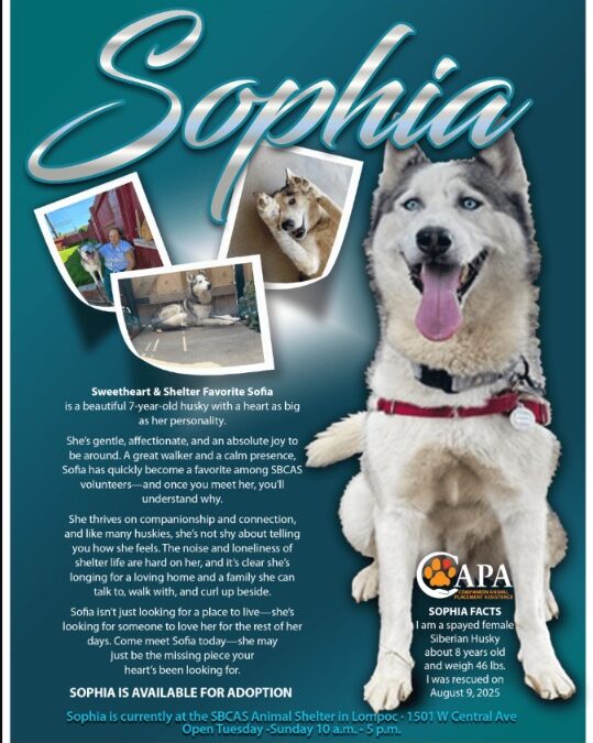 Sophia the Husky: A Senior Dog With Youthful Heart