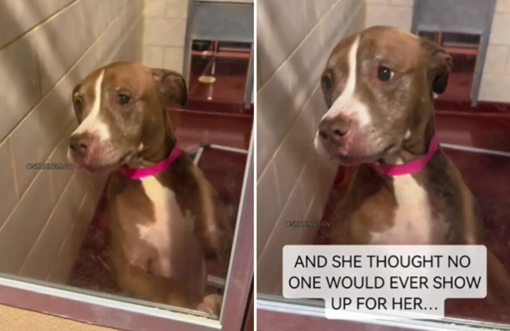 Her Joy Was Written in Her Tail: The Day Sweetie Realized She Was Loved