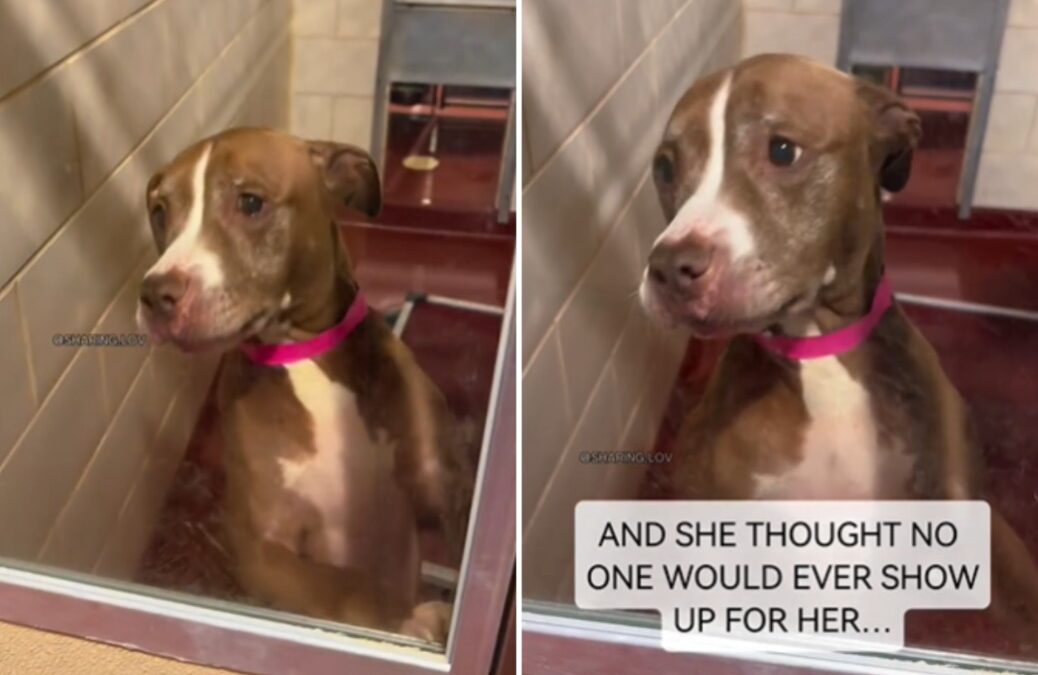 10-Year-Old Pit Bull Finally Gets Chosen — and Her Reaction Melts Millions of Hearts
