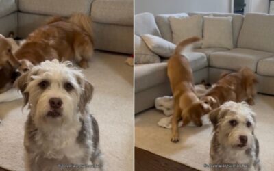 Not my circus, not my monkeys” — starring a very calm pup