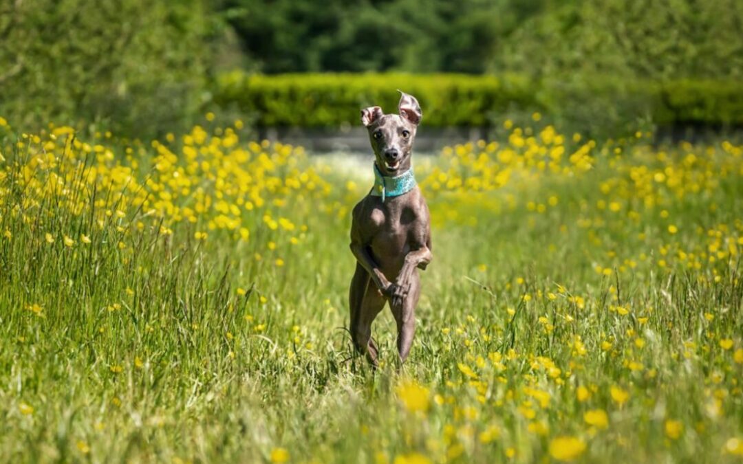 When a Dog Meets Her Baby Sister… and Her Whole World Changes