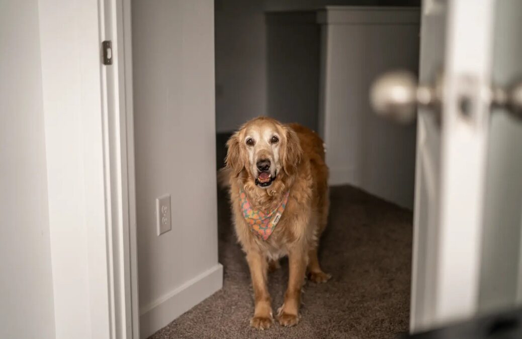 Lucie’s Toe Drama: Golden Retriever Goes Full Soap Opera