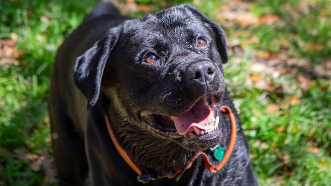 Spaghetti Night Gets Tail-Wagging with This English Labrador’s Noodle Obsession
