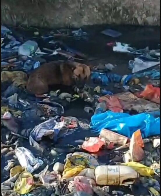 Flight Attendant Spots a Tail Wag in a Sea of Trash — and Springs Into Action