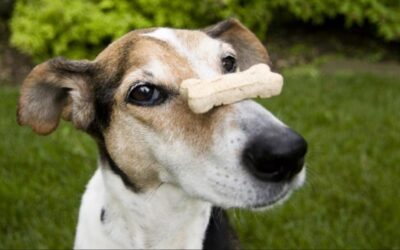 Treats Are Great — If You Don’t Turn Your Dog into a Chub Monster