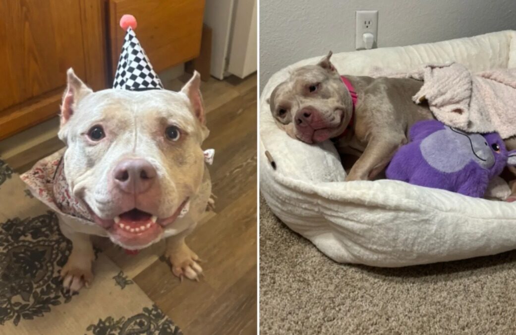 After Three Failed Adoptions, This Dog Finally Found the Right Family