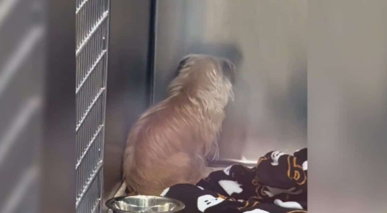 Tinker’s Story: How a Wall‑Staring Shelter Dog Found Her Way Back to Life