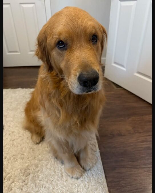 Tears, Tail Wags & Vows: The Golden Retriever Who Stole the Show on Wedding Day