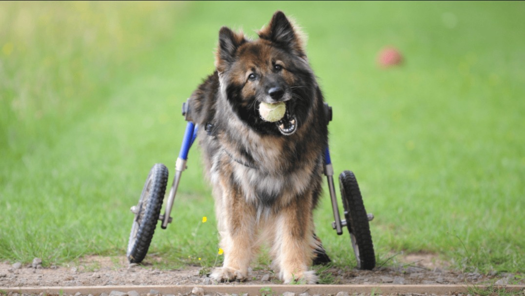 The Husky Who Saw Wheels and Chose Friendship