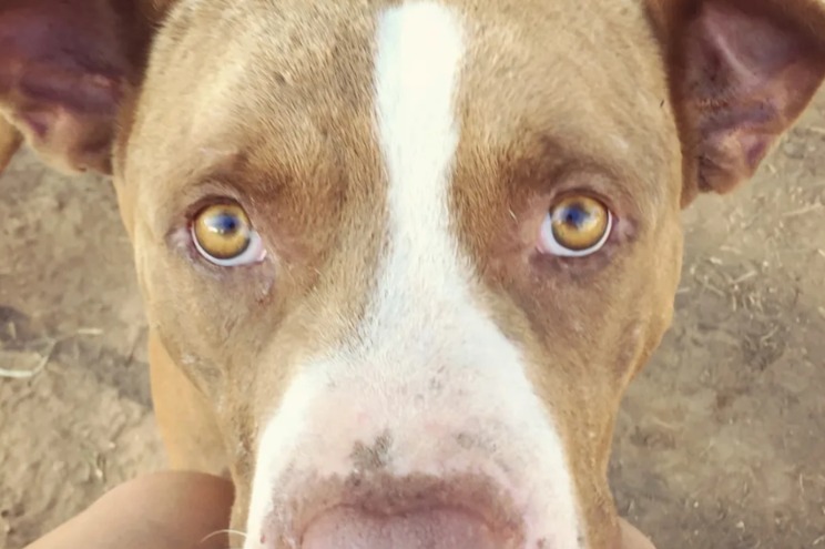 Left to Suffer, Learning to Heal: The Emotional Rescue Journey of a Traumatized Pit Bull