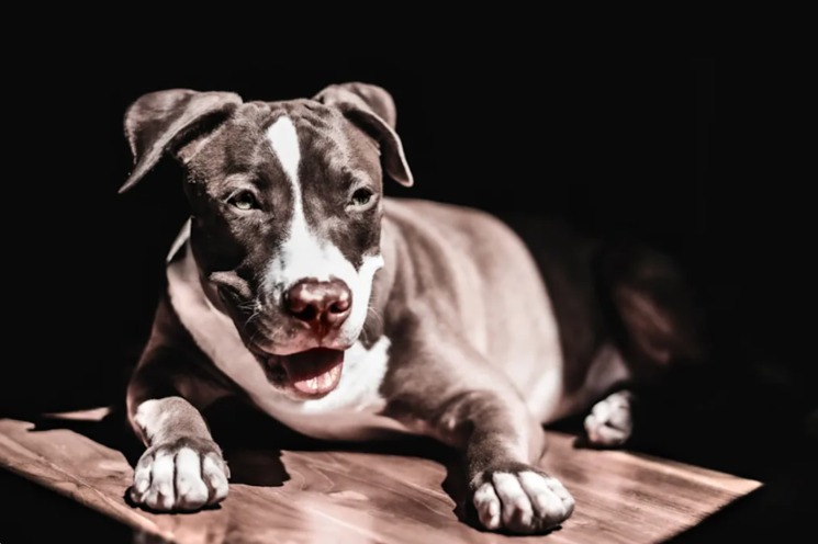 13-Going-On-Forever: The Day a Senior Pit Bull Finally Found His Home