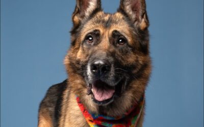 The Parking Lot Vigil: The Heart-Wrenching Story of Achilles, the Senior Dog Who Refused to Give Up Hope