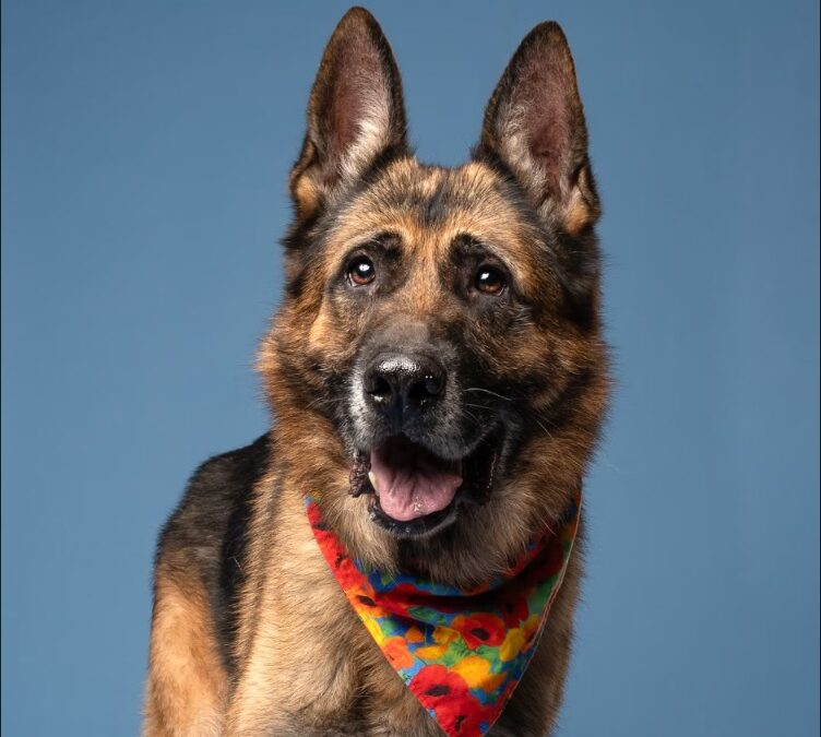 The Parking Lot Vigil: The Heart-Wrenching Story of Achilles, the Senior Dog Who Refused to Give Up Hope