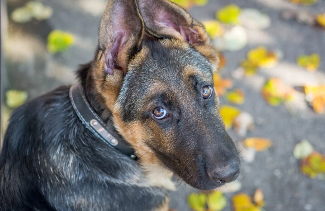 From Gentle Touches to Full-Body Wiggles: How Dogs Melt Hearts When They Ask for Affection